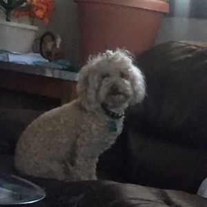 Meet your Posher, Rocio